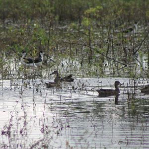 Mexican stilts and ducks ID