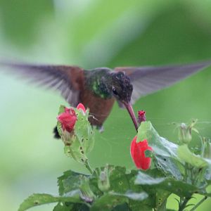Rufous-tailed hummingbird