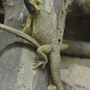Eastern Bearded Dragon (Pogona barbata)