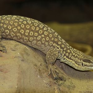 Spiny-tailed Monitor (Varanus acanthurus)