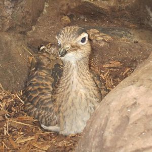 Double Striped Thick Knee