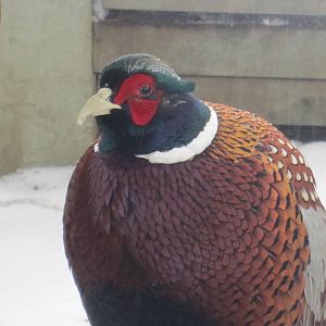 Ring Necked Pheasant