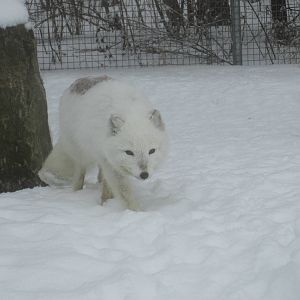 Arctic Fox