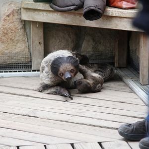 Southern Two-toed Sloth (Choloepus didactylus) - female with young