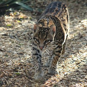 Ocelot - 2nd February 2014