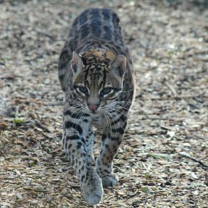 Ocelot - 2nd February 2014