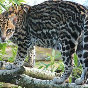 Ocelot - 2nd February 2014