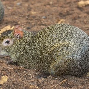 Azara's Agouti (Dasyprocta azarae)