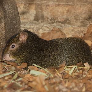 St Vincent Agouti (Dasyprocta leporina aguti)