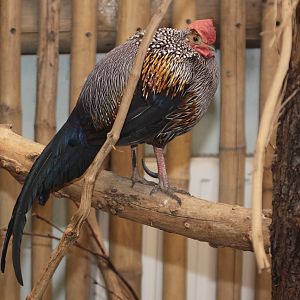 Grey Junglefowl (Gallus sonneratii) male