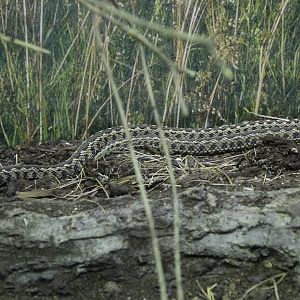 Hungarian Meadow Viper (Vipera ursinii rakosiensis)