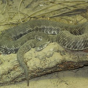 Levantine Viper (Macrovipera lebetina lebetina)
