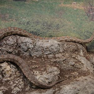 Turan Blunt-nosed Viper (Macrovipera lebetina turanica)