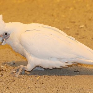 Little Corella (Cacatua sanguinea)