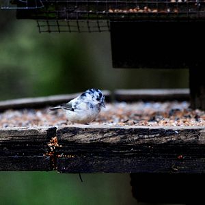 Leucistic Coal Tit, Carsington Reservoir, 02/02/14