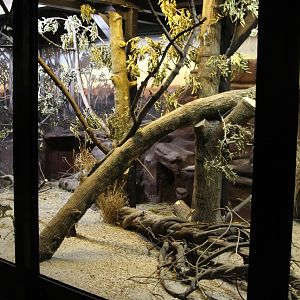 Eastern Quolls (Dasyurus viverrinus) enclosure