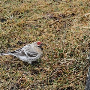 Mealy Redpoll?