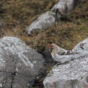 Mealy Redpoll?