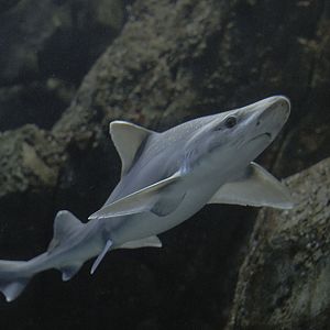 Starry smooth hound