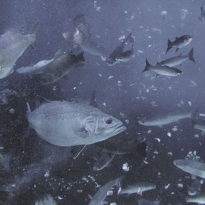 Feeding time in the Eddystone Reef tank