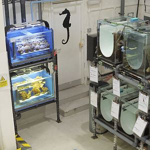 Invertebrate rearing in the Ocean Lab