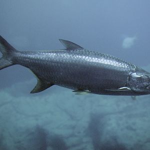 Atlantic tarpon