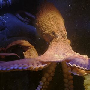Giant Pacific octopus