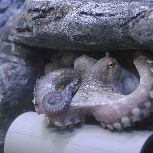 Common octopus in its lair