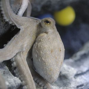 Common octopus on excursion