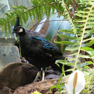 Palawan Peacock Pheasant