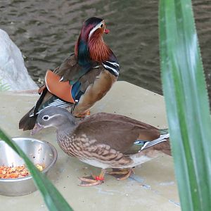 Mandarin Ducks