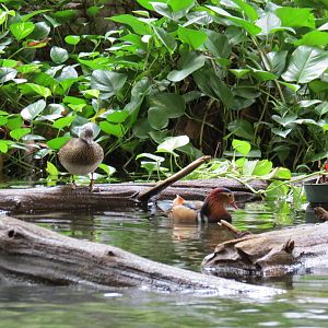 Mandarin Ducks