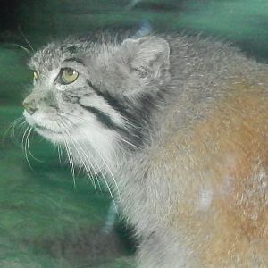 Feb. 2014 - Night Hunters - Pallas' Cat