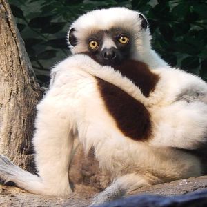 Feb. 2014 - Jungle Trails - Coquerel's Sifaka named Bobby