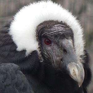 Feb. 2014 - Eagle Eyrie - Andean Condor