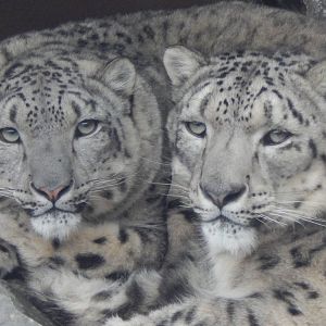 Feb. 2014 - Cat Canyon - Renji + Nubo