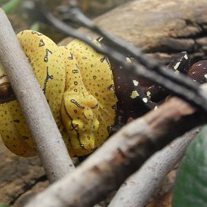 Feb. 2014 - Reptile House - Juvenile Green Tree Pythons