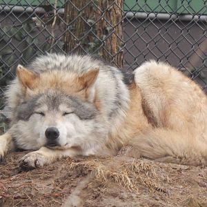 Feb. 2014 - Wolf Woods - Mexican Wolf
