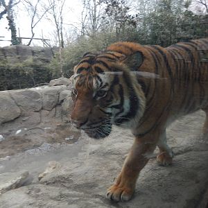 Feb. 2014 - Cat Canyon - Malayan Tiger