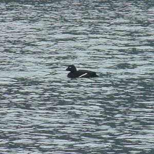 White-winged Scoter