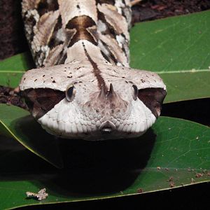Feb. 2014 - Reptile House - Gaboon Viper