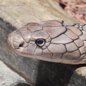 Feb. 2014 - Reptile House - King Cobra