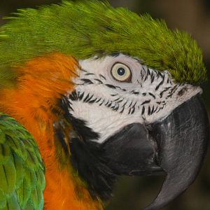 Feb. 2014 - Discovery Forest - Hybrid Macaw named Leory