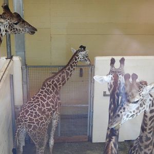 Feb. 2014 - Giraffe Ridge - Kimba, CeCe, Jambo, + Tessa