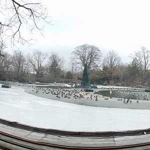 Feb. 2014 - Swan Lake