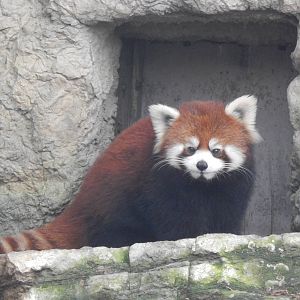 Feb. 2014 - Red Panda