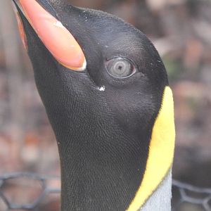 Feb. 2014 - Penguin Parade - King Penguin