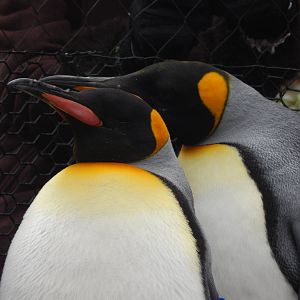 Feb. 2014 - Penguin Parade - King Penguins