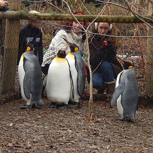 Feb. 2014 - Penguin Parade - King Penguins