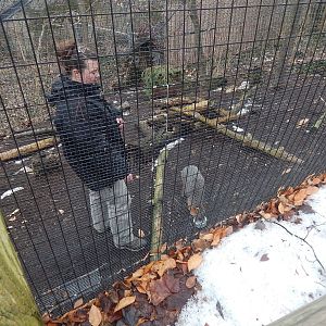 Feb. 2014 - Wolf Woods - Grey Fox Feeding